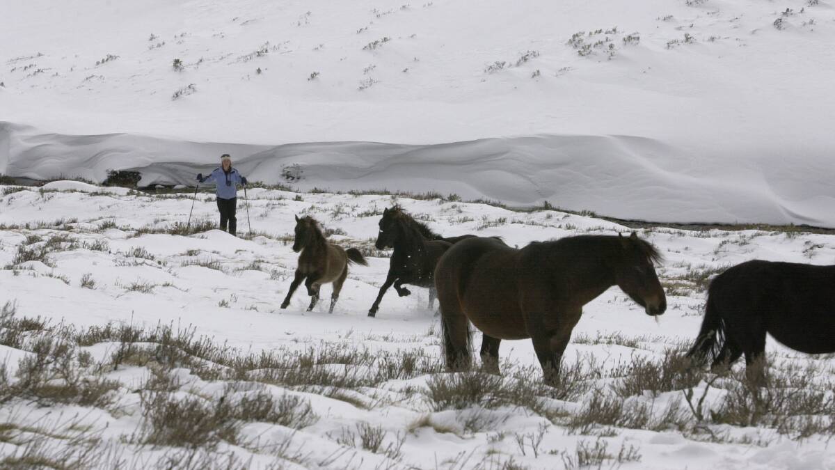 HERITAGE ANIMAL OR PEST?: Wild brumbies graze on the snow covered banks of the Thredbo River at "Big Boggy" near Dead Horse Gap, off The Alpine Way near Thredbo. Picture: Fairfax file image