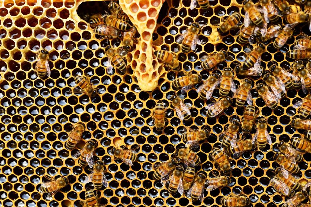 Honey bees may be seen swarming as the weather heats up and a new online service will help Bega Valley residents find a beekeeper to collect the swarm. 
