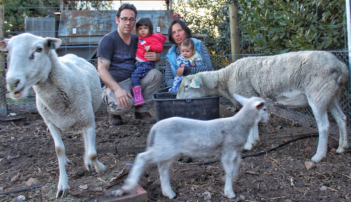 FEELING THE LOSS: David Larkins and Lauren Catanchin feed their two remaining sheep and a lamb with their children Olive and Raina Larkins. 