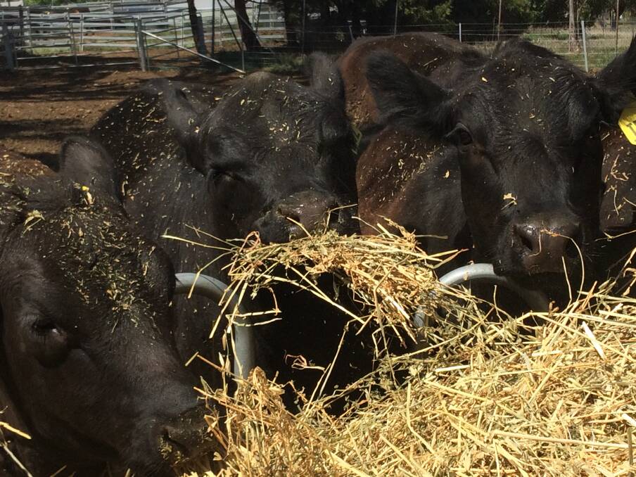 GUIDE FOR FARMERS: South East Local Land Services has released advice on how to feed your livestock during this time of drought.