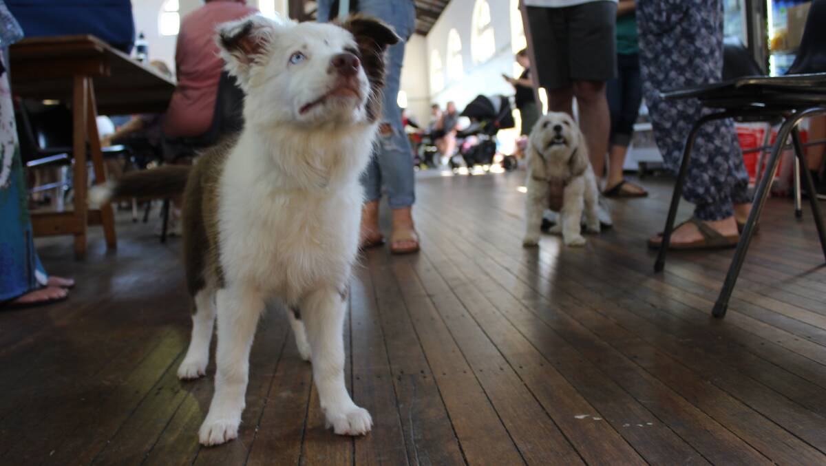 Dogs at the Bega Evacuation Centre after the 2018 bushfire in the Tathra district. Picture: Alana Beitz