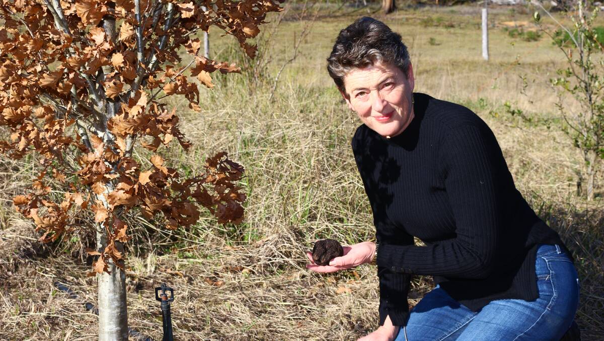 Far South Coast truffle farmer Fiona Kotvojs holds a truffle. 