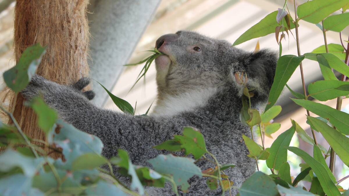 Sapphire the koala in Potoroo Palace in 2016. Picture: Albert McKnight