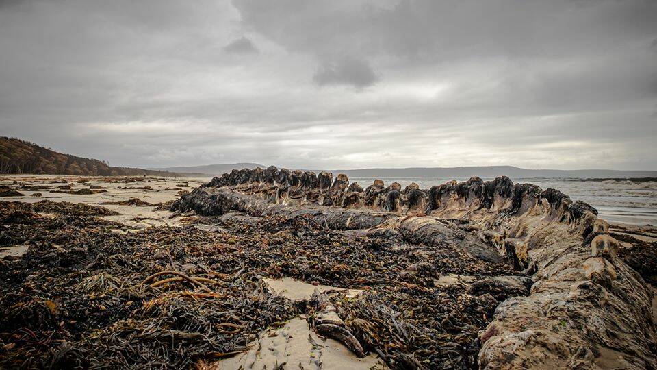 Mark Brasier took this photo of the the remains of the whale on Wonboyn Beach in February. Picture: Mark Brasier 