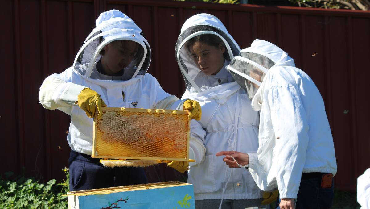 Students open up a hive. 