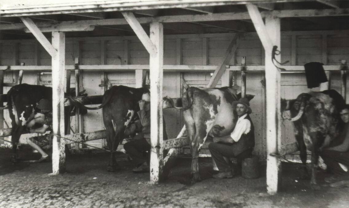 Milking the herd on the Kameruka Estate, circa 1908.