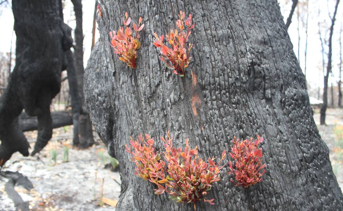 A tree in Yambulla shows signs of life after the Border Fire. Picture: Alasdair McDonald 