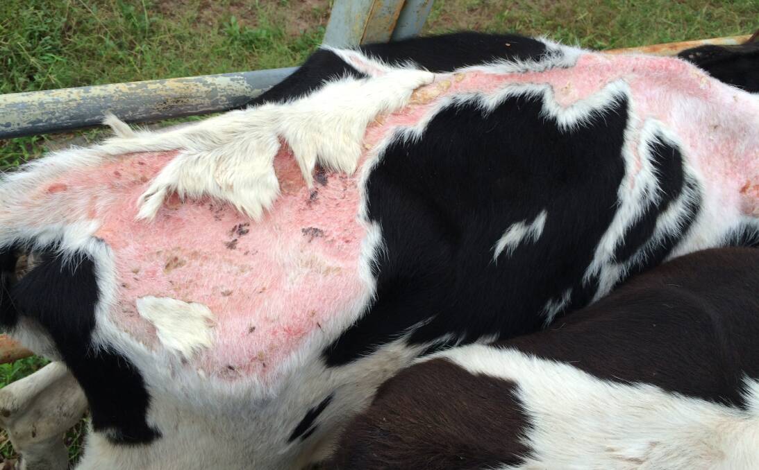 RAISING AWARENESS: Dairy Australia has now incorporated the Bega Valley into its Facial Eczema Spore Monitoring Program.