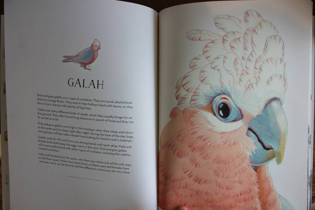 Matt Chun releases his first picture book Australian Birds