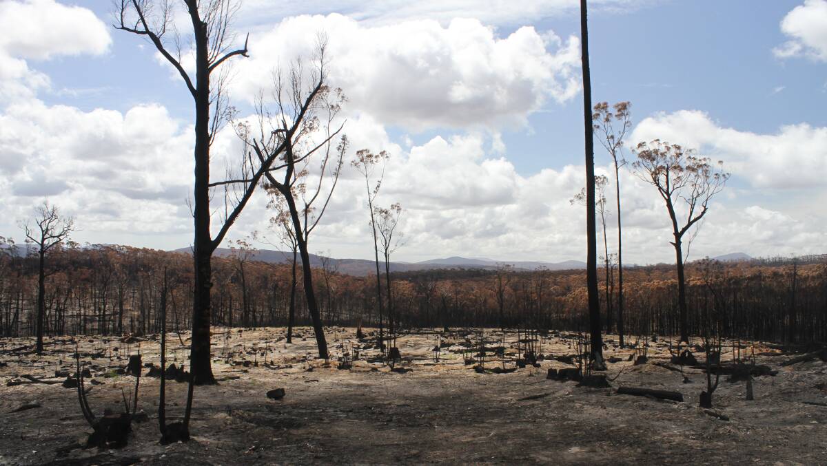 Burnt timber lies across the landscape at Yambulla after the Border Fire decimated the area. Picture: Alasdair McDonald 