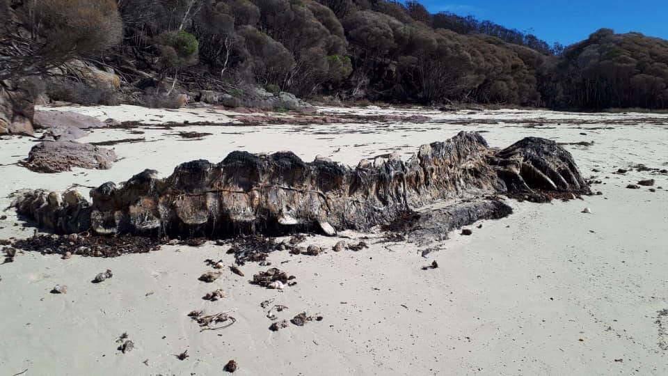 The whale spine pictured earlier this year. Picture: Kylie Ryan