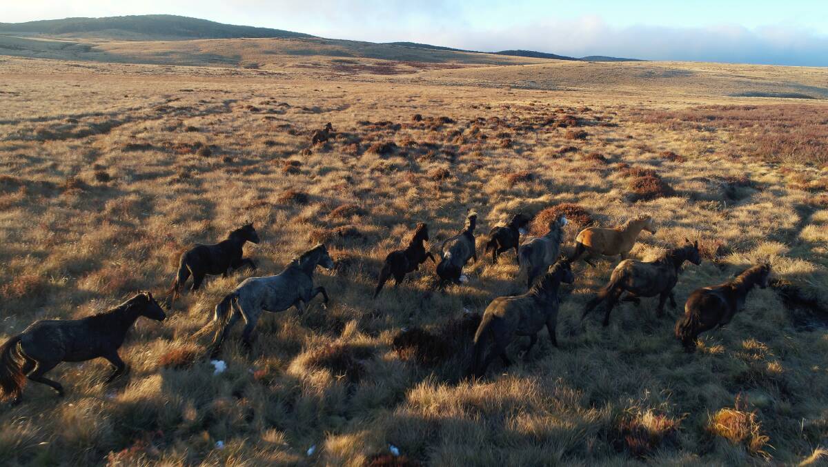 RUNNING FREE: Brumbies in the high grasslands near Kiandra in the Snowy Mountains. Picture: Fairfax file image