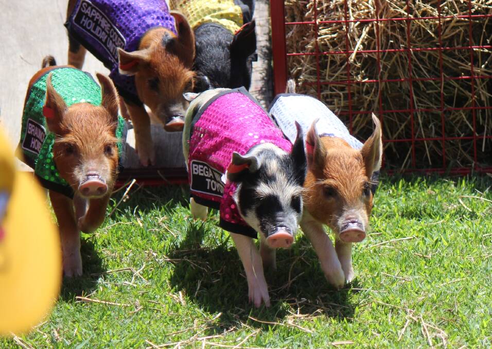 Piglets navigate the track during last year's Tathra Pig Races. 