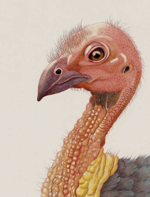 An illustration of a brush turkey from Australian Birds. 