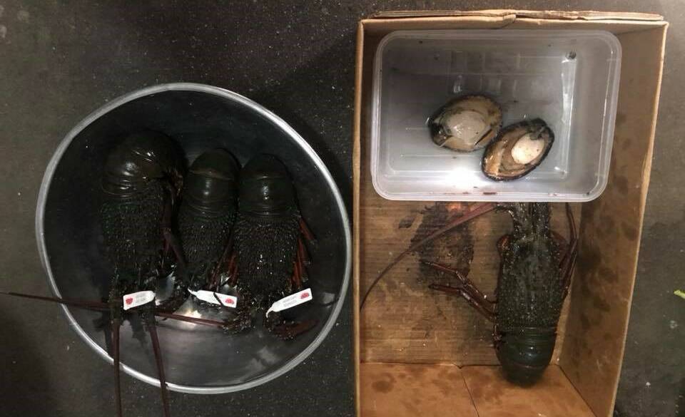 Abalone and lobsters found in retail shop. Picture:  DPI