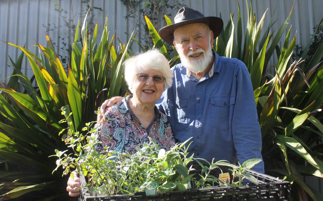 REGROWTH: Dawn Hollins, and her husband Ivan Hollins who has assisted her in her project, displays some of the plants ready to be given away from Sunday. Picture: Albert McKnight 