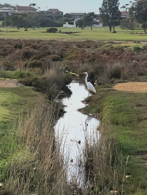 An egret visits the Bermagui Country Club golf course. Picture: Supplied 