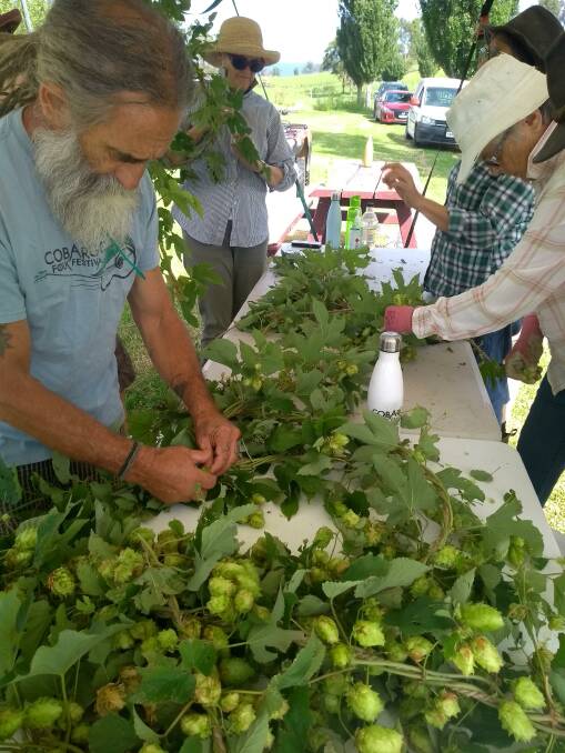 Cobargo Folk Festival committee members hand pick hops. 
