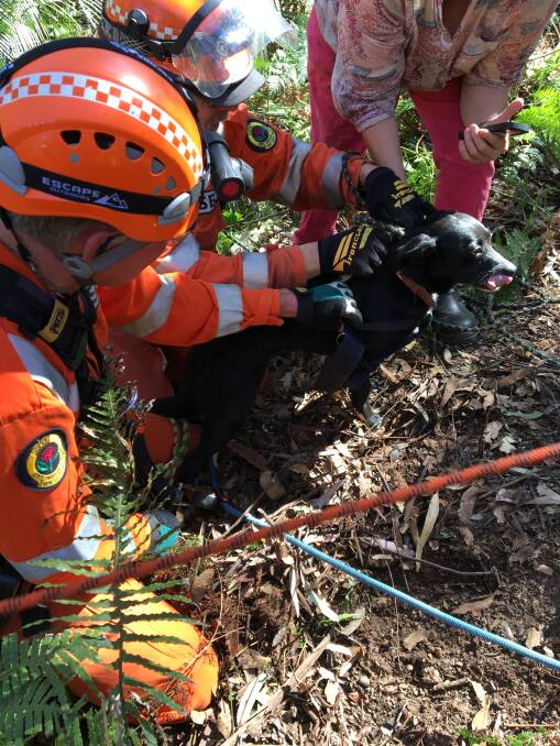 WINCHED TO SAFETY: Moruya SES crews pull the first of Nanette Moreton's dogs to safety after they fell 25 metres down a disused mine shaft on Friday. Photo: Moruya SES.