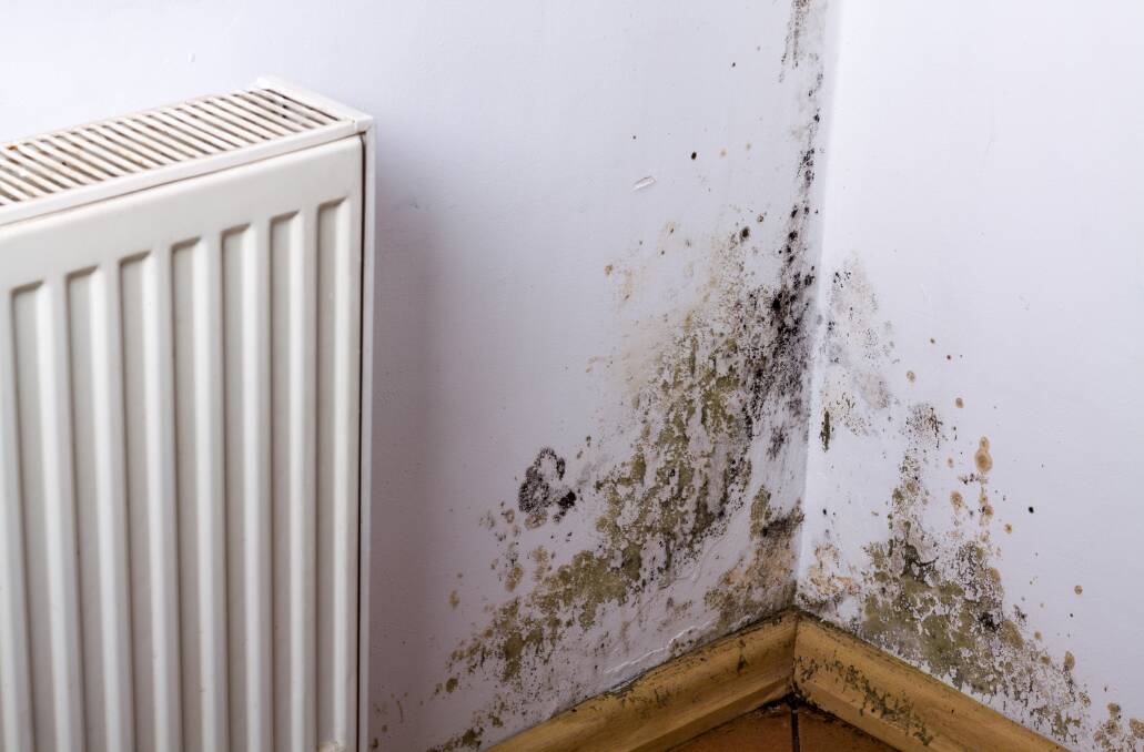 NOT GOOD: Mould has been associated with respiratory illness and can cause serious health problems. Picture: Shutterstock