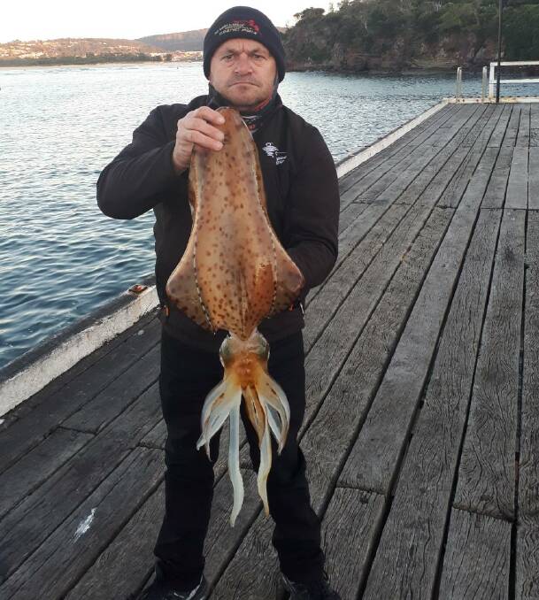 Anyone for calamari?: Local angler Paul Brenchley of Tura Beach shows an enormous early morning calamari squid taken from the Merimbula Wharf.