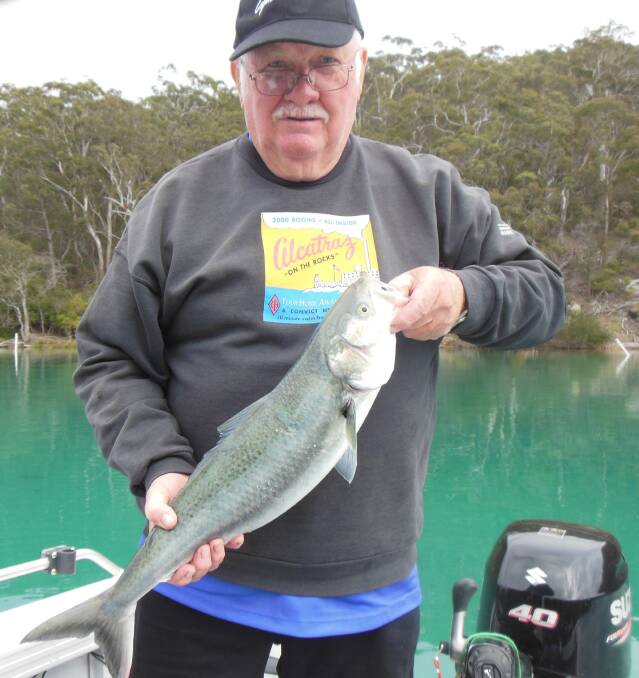 Spin to win: Merimbula Big Game and Lakes Angling Club member Peter Lawler of Mirador with a lovely Australian salmon taken on a silver spinner down the Pambula River.