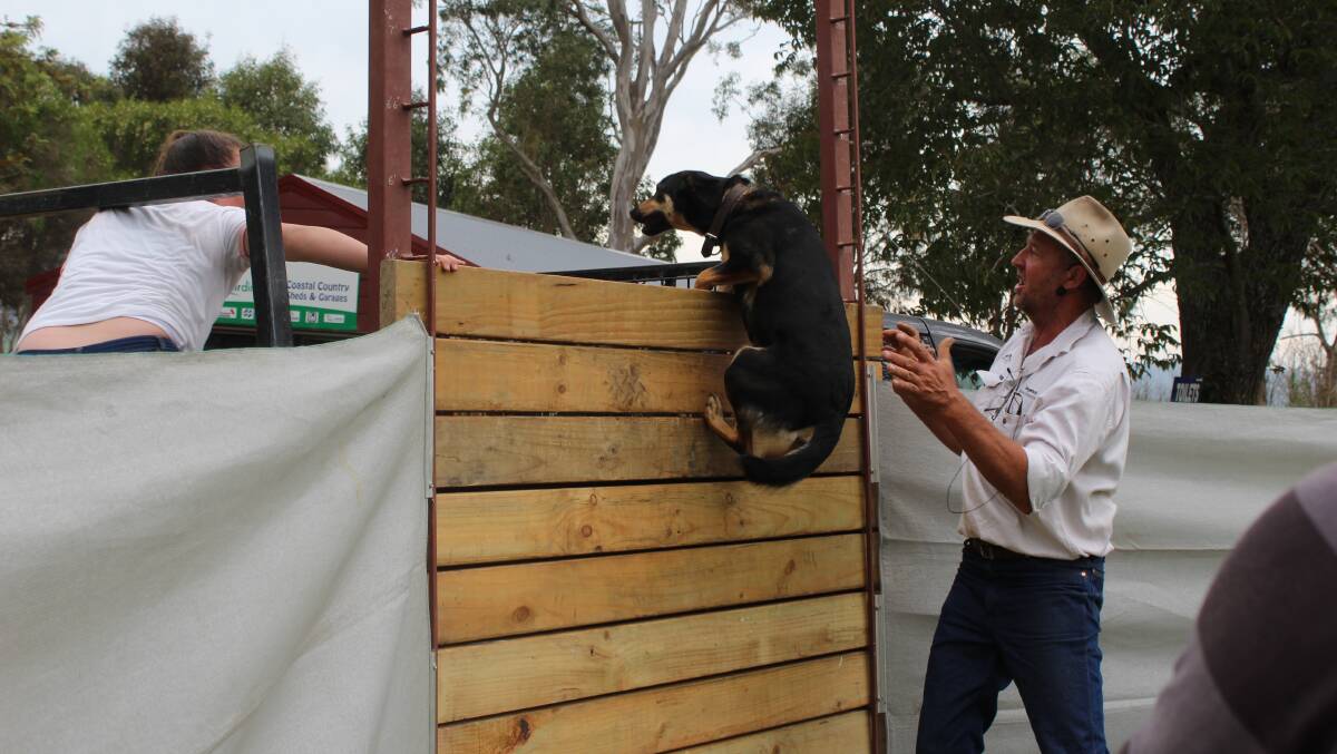 Brett Rogers encourages a dog to high-jump at last year's Old Bega Hospital Raise the Roof Spring Fair.