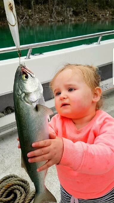 Fishing can be fascinating: Two-year-old Merimbula lass Ella Bourke sizes up a local tailor taken on a recent fishing adventure. 