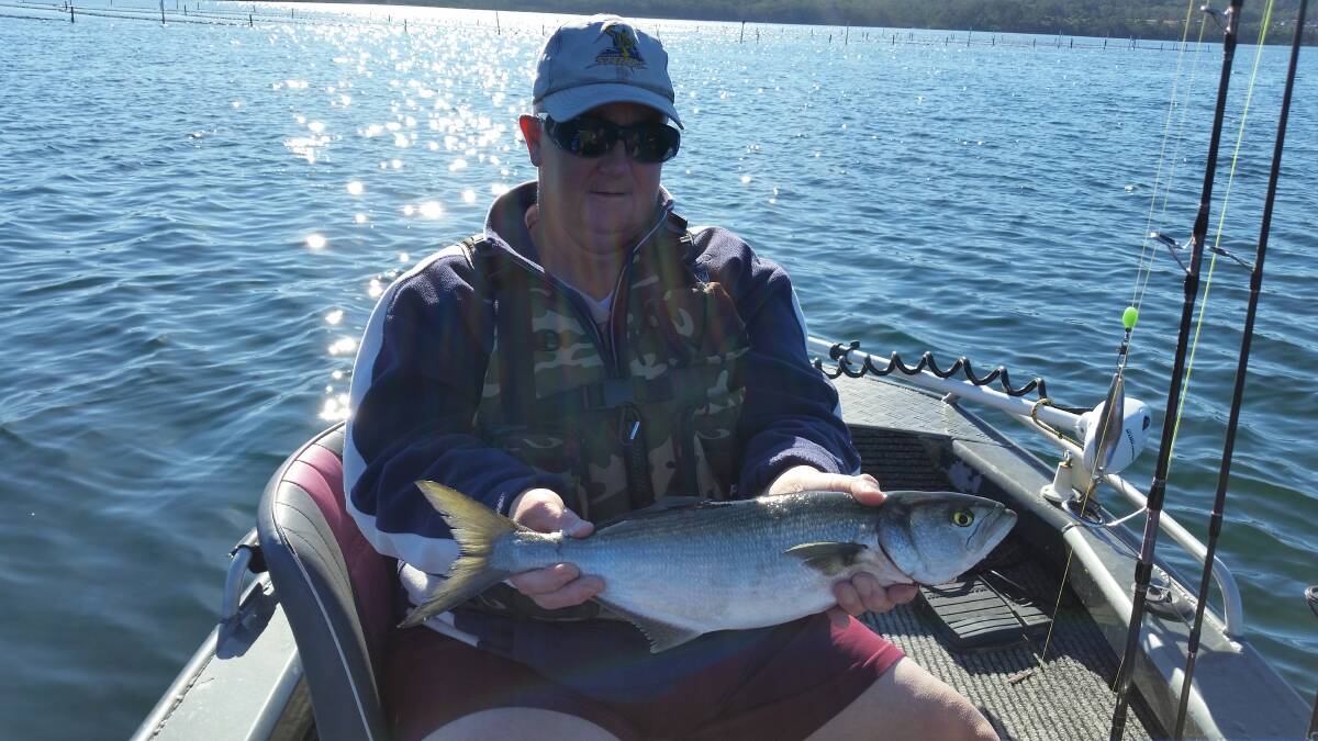 MBGLAC member Maggie van der Toorren of Tura Beach shows off a lovely Tailor from Merimbula Lake.