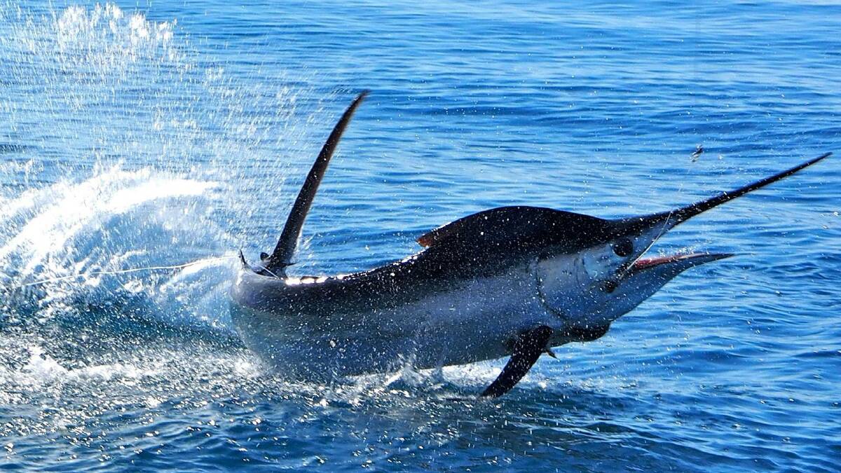 More than 80 marlin have been tagged and released at the Bermagui Blue Water Classic. 