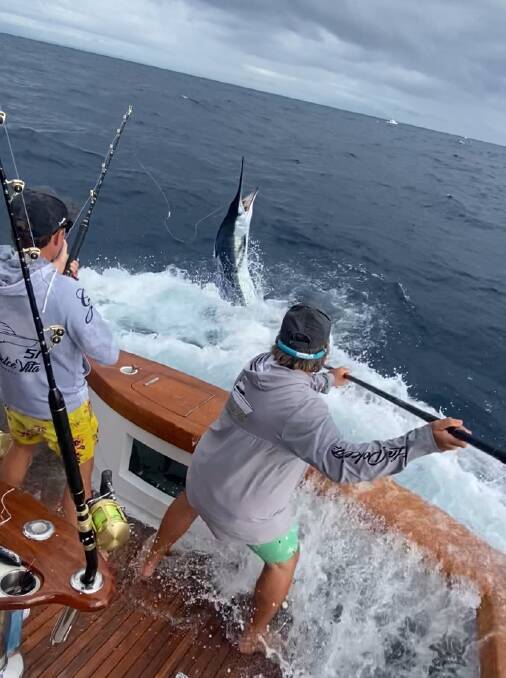 Anglers tag one of the magnificent marlins hooked up during the Blue Water Classic that wrapped up on Monday. 