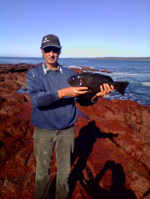 Black beauty: Local angler Shane Thornbury shows a lovely black drummer taken off the rocks near Merimbula.  There are reports of excellent black drummer from Haycock reef taken on cooked prawns and cunjevoi.