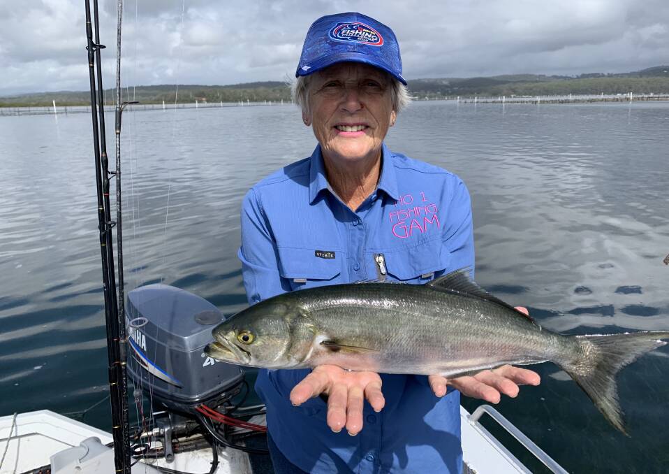 Flying the Merimbula flag: Finalist in the National Pirtek Fishing Challenge Merrily Bell of Tura Beach shows a magnificent 53cm tailor taken in the channel at Merimbula.