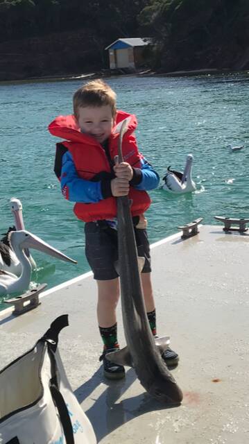 Watch out for those pelicans: Four-year-old Lachlan Wilkins of Bairnsdale with a lovely gummy shark at the Merimbula cleaning pontoon shortly after landing the fish with a little help from dad Jarryd.