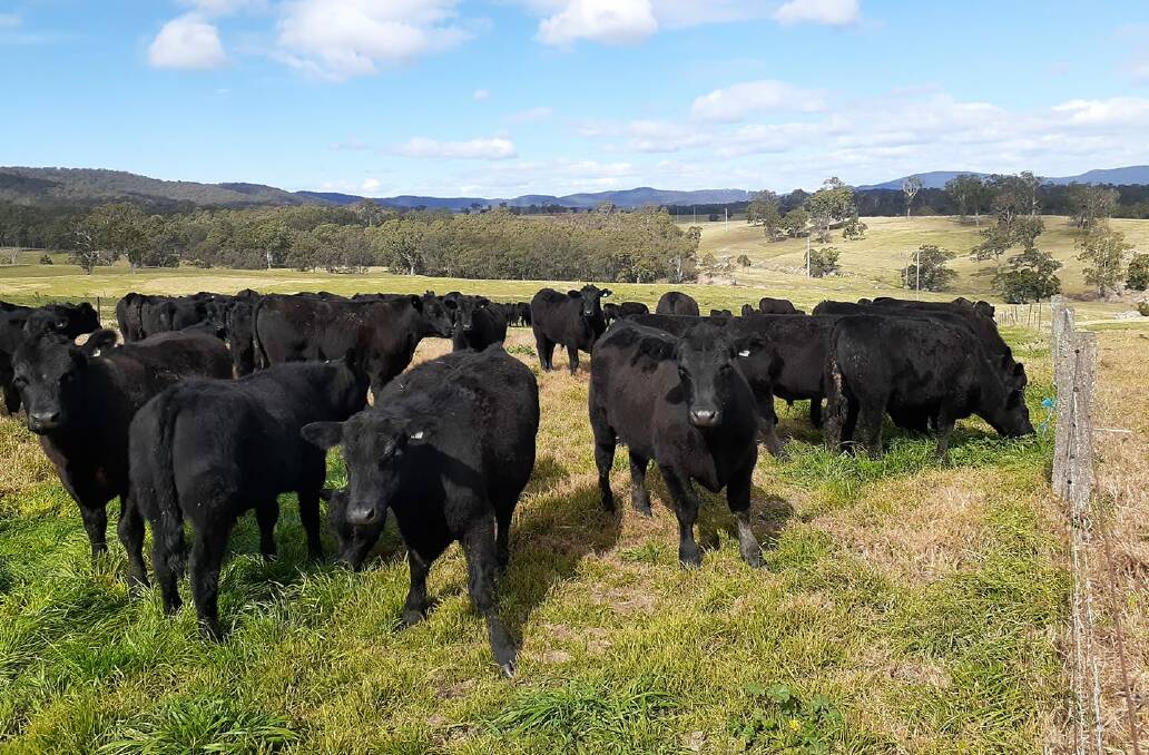 Brett Rogers said steers back from agistment in Cowra got a bit of a shock to find growing green pastures recently with recent rainfall boosting green feed on local farms. 