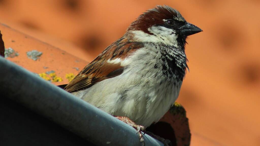 LEAD ADAPTORS: House sparrows have been seen in Mount Isa for 50 years. Photo: supplied.
