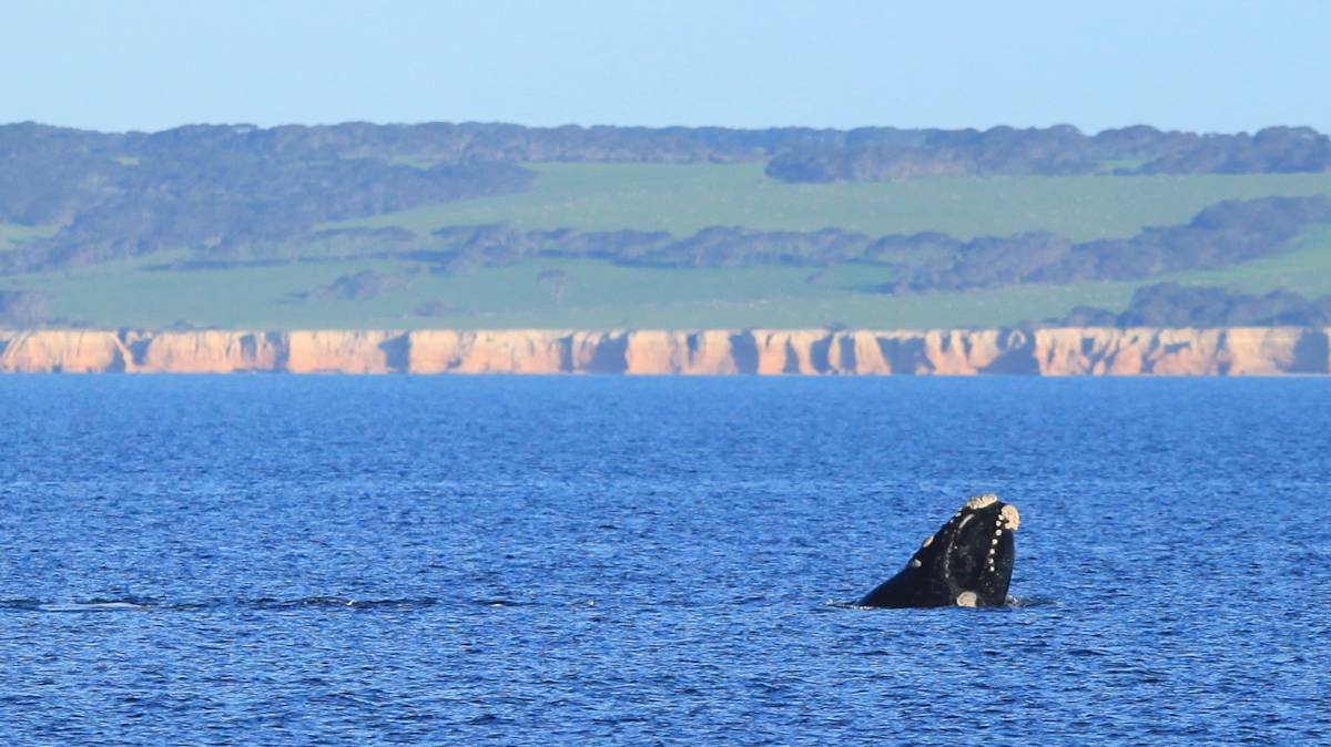 A southern right whale in Nepean Bay, Kangaroo Island in July 2016. Photo: Peter Fuller, KI / VH Dolphin Watch 