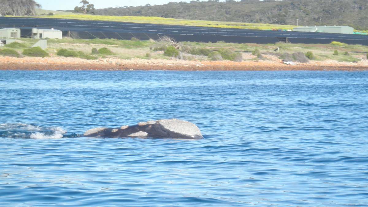 Southern right whales resting and relaxing in from of Yumbah Aquaculture at Smith Bay, Kangaroo Island. Photo KI /VH Dolphin Watch
