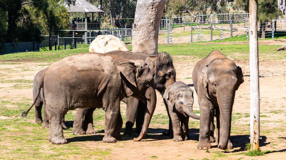 A herd of Asian elephants at Taronga Western Plains Zoo.