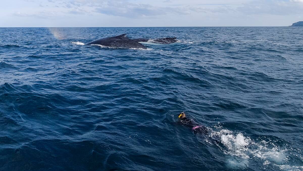 Swimming with humpback whales in Jervis Bay. Pictures: Michael Turtle
