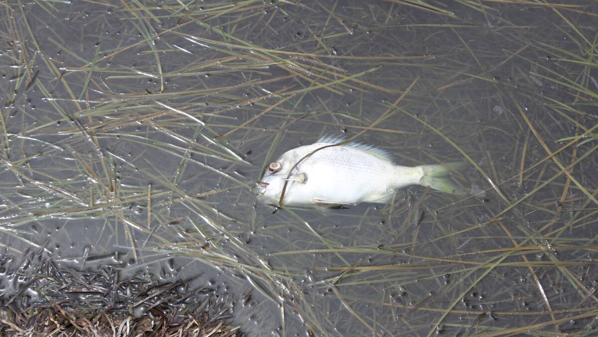 Image of the mass fish kill at Wallagoot Lake on Tuesday. Picture: Alasdair McDonald