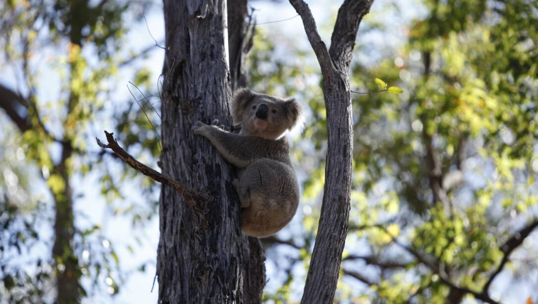 A male koala rescued from a Wapengo oyster farm in 2017 was released back into the wild. Picture: John Marsh