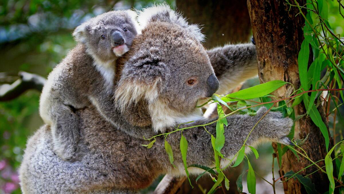 The state’s koala population has declined by more than a quarter over the past three koala generations.