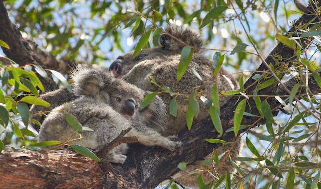 The mother and joey remained in a tree for 12 days before moving on after the recent bushfire emergency. Picture: David Gallan.