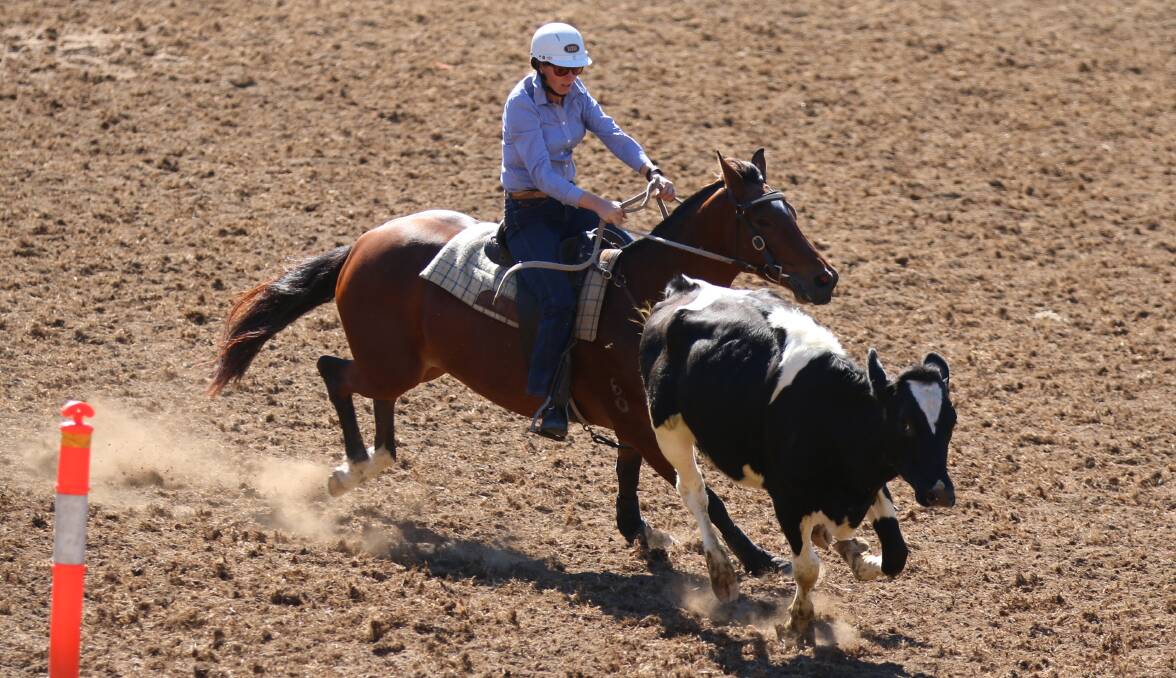 A young rider directs a cow through the finishing gate at last year's Candelo Campdraft. Picture: Jacob McMaster