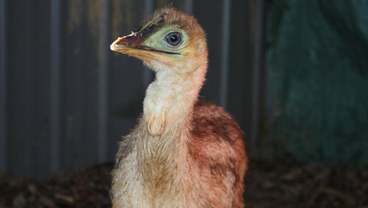 SAD NEWS: Two Southern cassowaries were one of the latest addition to On The Perch Bird Park. The zoo will be closing due to the increased bushfire threat in the region. Picture: Alasdair McDonald