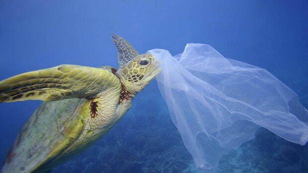 Plastic pollution has become a part of our food chain, says Bermagui Dune Cares's Karen Joynes. Picture: Troy Mayne