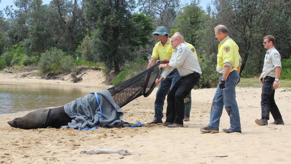 RELEASED: NSW National Parks and Wildlife Services and Bega Valley Shire Council rangers release the tired seal into the Bega River mouth at Mogareeka on Tuesday. Picture: Alasdair McDonald