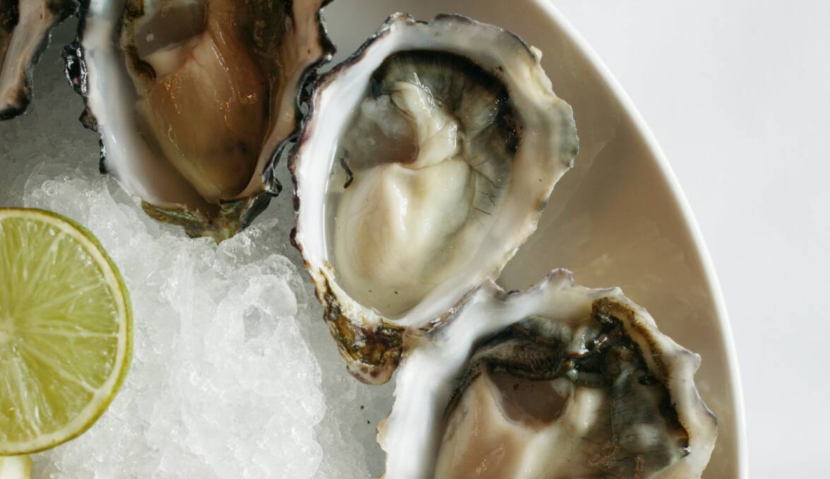State’s oyster investment again in the political spotlight