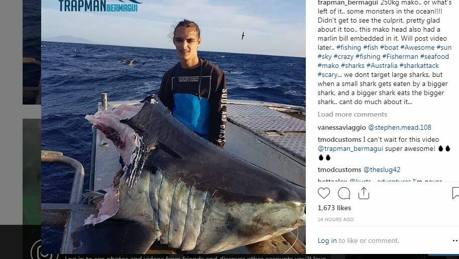Commerical fisherman Jason Moyce said 18-year-old employee Jasper Lay had no idea sharks could be as large as the one pictured. Picture: Trapman Bermagui